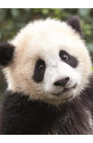 Carnet - panda